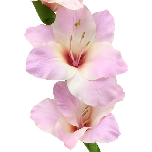 Floristik24 Gladiolen creme-paars 86cm