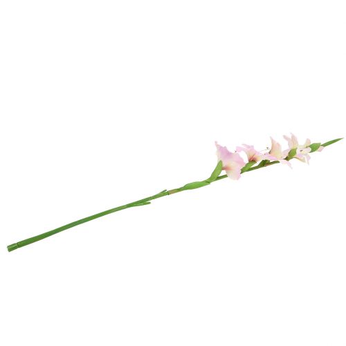 Floristik24 Gladiolen creme-paars 86cm