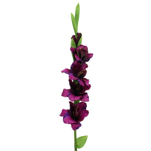Floristik24 Gladiolen donkerpaars 86cm