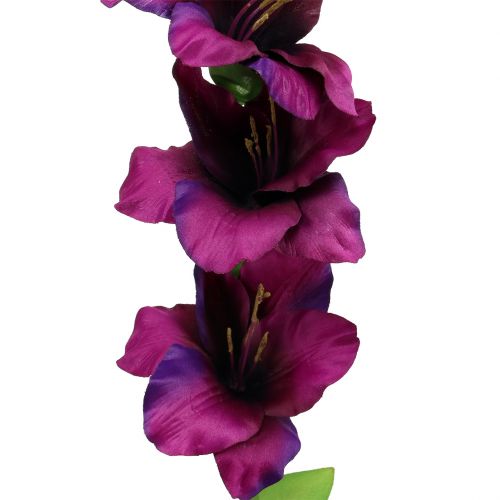 Floristik24 Gladiolen donkerpaars 86cm