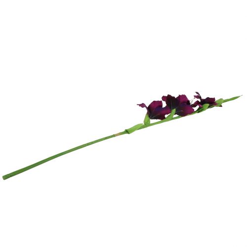 Floristik24 Gladiolen donkerpaars 86cm