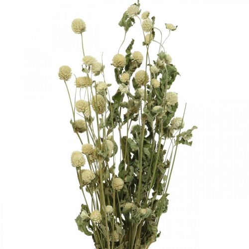 Floristik24 Gedroogde Bloem, Globe Amarant, Gomphrena Globosa Wit L49cm 45g