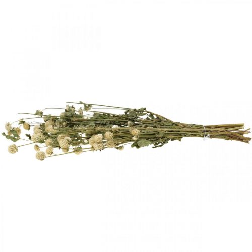 Floristik24 Gedroogde Bloem, Globe Amarant, Gomphrena Globosa Wit L49cm 45g