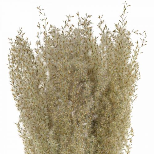 Floristik24 Gedroogd gras siergras voor droge floristische decoratie natuur H55cm