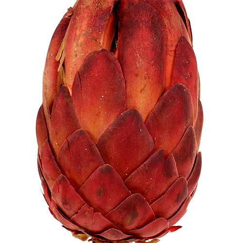 Artikel Grandiceps rood 25 st