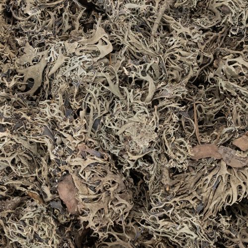 Decoratief mos, grijs mos voor knutselprojecten, 500 g | Floristik24.nl