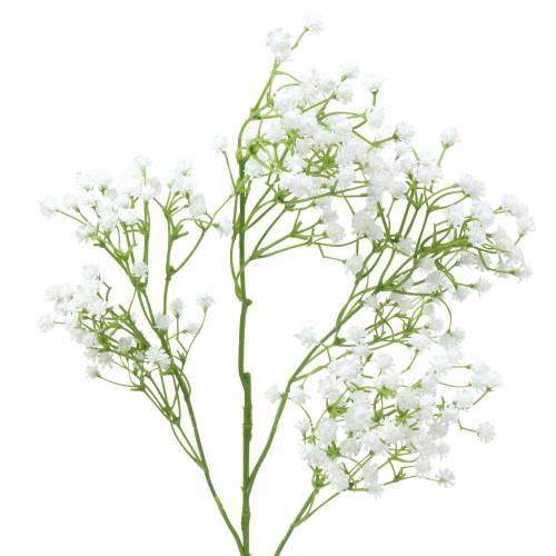 Floristik24 Gipskruid Gipsophila Wit 66cm