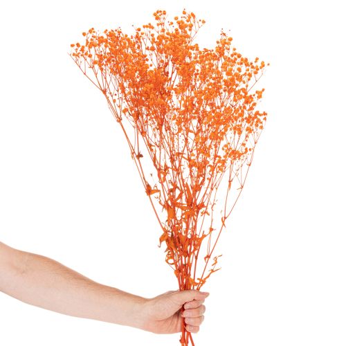 Boeket gedroogde gipskruidbloemen (Gypsophila) 75 cm 100 g | Floristik24.nl