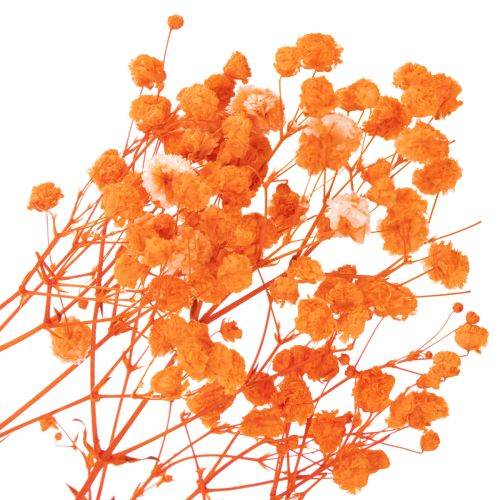 Boeket gedroogde gipskruidbloemen (Gypsophila) 75 cm 100 g | Floristik24.nl