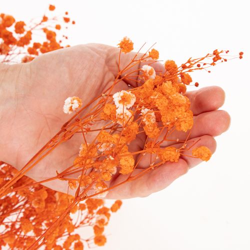 Boeket gedroogde gipskruidbloemen (Gypsophila) 75 cm 100 g | Floristik24.nl