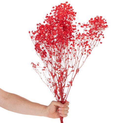 Gedroogde gipskruid (Gypsophila) bosje 75 cm 100 g | Floristik24.nl