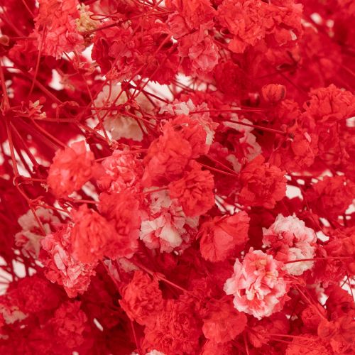 Gedroogde gipskruid (Gypsophila) bosje 75 cm 100 g | Floristik24.nl