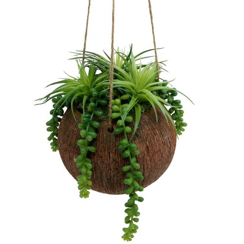 Floristik24 Hangende planten vetplanten in een pot L60cm Ø16cm