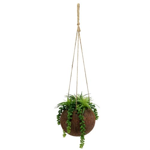 Floristik24 Hangende planten vetplanten in een pot L60cm Ø16cm