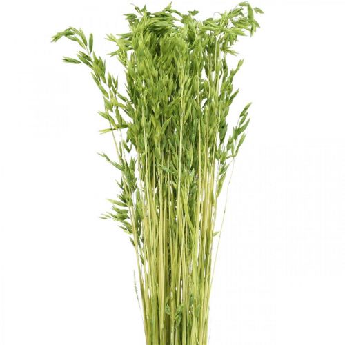 Floristik24 Gedroogde haver groene korrel rustieke droge decoratie 70cm bundel van 100g