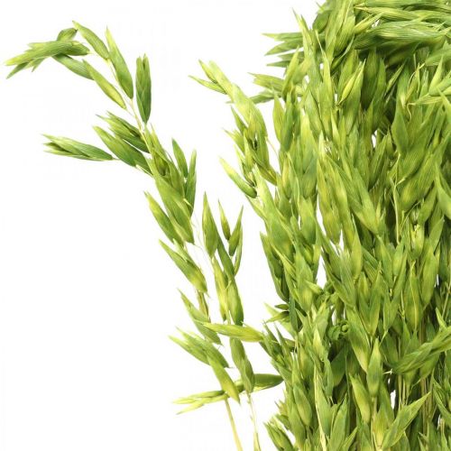 Floristik24 Gedroogde haver groene korrel rustieke droge decoratie 70cm bundel van 100g