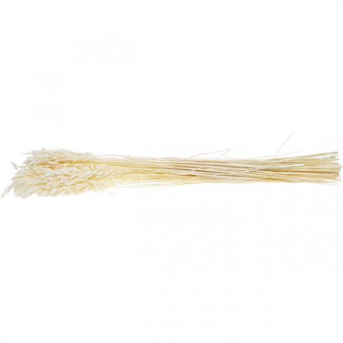 Floristik24 Gedroogde Haver Gebleekte Granen Decoratie 70cm bundel van 100g