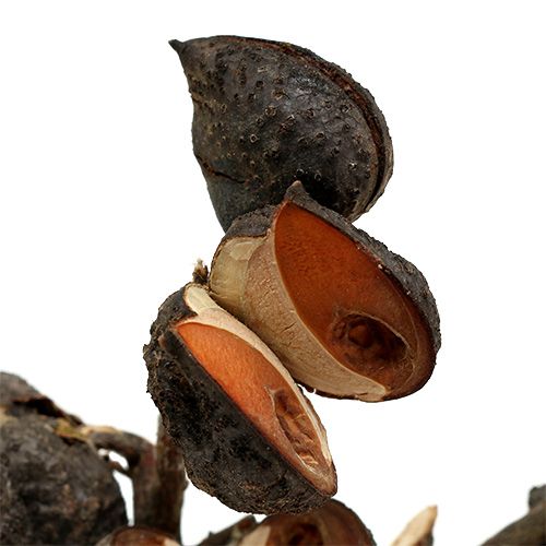 Artikel Hakea medium naturel 5-9 kroppen per tak 20 st