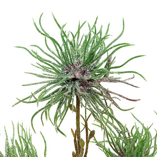Floristik24 Toverhazeltak 44 cm groen, zilver 1st