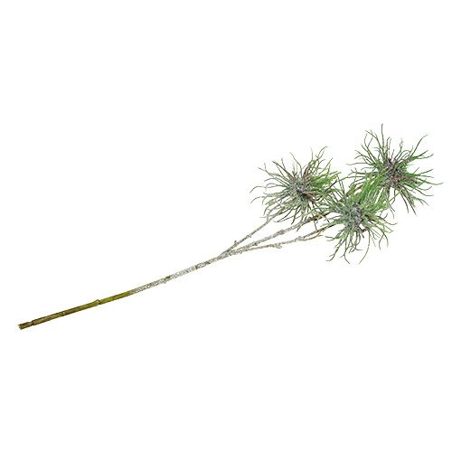 Floristik24 Toverhazeltak 44 cm groen, zilver 1st