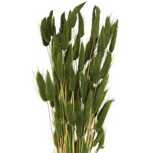 Artikel Hazenstaartgras Lagurus Gedroogd Groen 50-60cm 50g