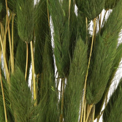 Artikel Hazenstaartgras Lagurus Gedroogd Groen 50-60cm 50g