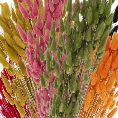 Artikel Hazenstaartgras Lagurus Gedroogd Gekleurd 60cm 50g