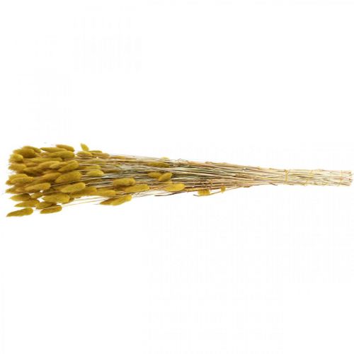 Artikel Konijnenstaart Gras Lagurus Gedroogde Olijf 60cm 50g