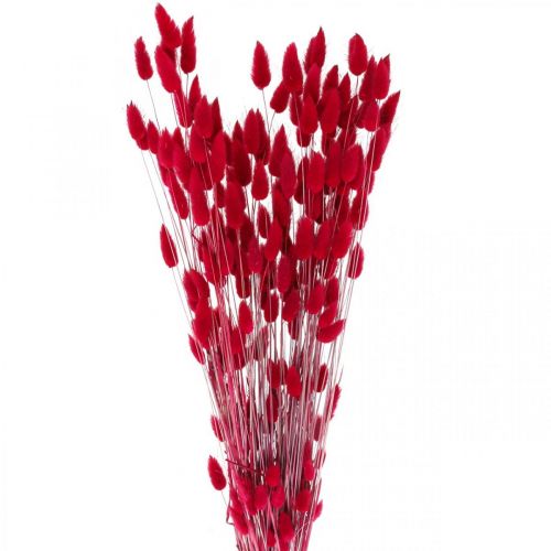 Artikel Konijnenstaart Gras Lagurus Gedroogd Rood 60cm 50g