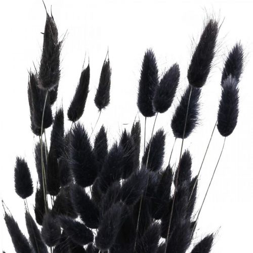Artikel Hazenstaartgras Lagurus Gedroogd Zwart 60cm 50g