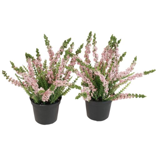 Artikel Erika bezemheide in pot roze H17cm set van 2