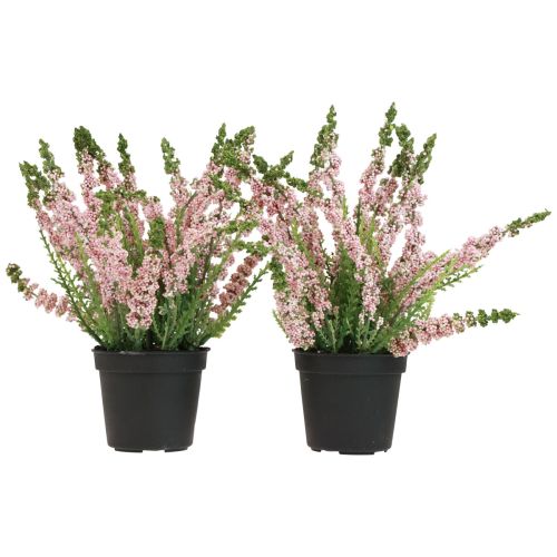Floristik24 Erika bezemheide in pot roze H17cm set van 2