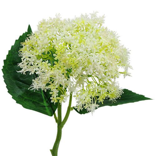 Floristik24 Vlierwit 42cm