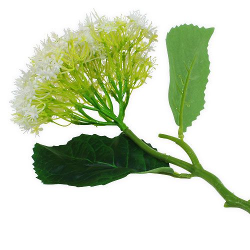 Floristik24 Vlierwit 42cm