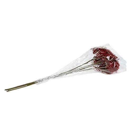 Floristik24 Vlierbloemtak rood 55cm 4st