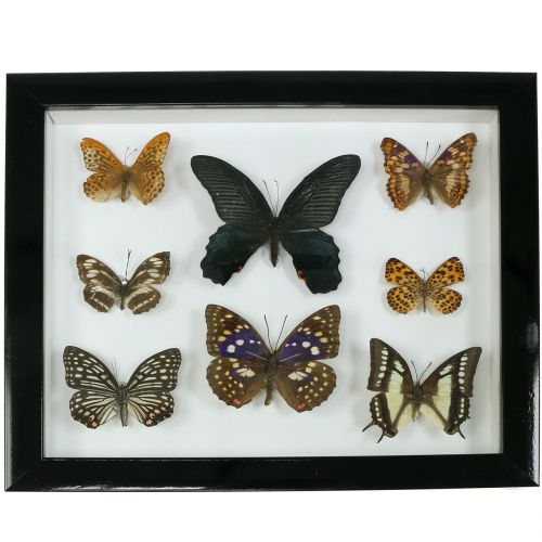 Floristik24 Vitrine vlinder 28cm x 25cm