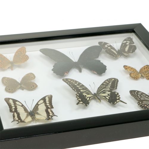 Artikel Vitrine vlinder 28cm x 25cm