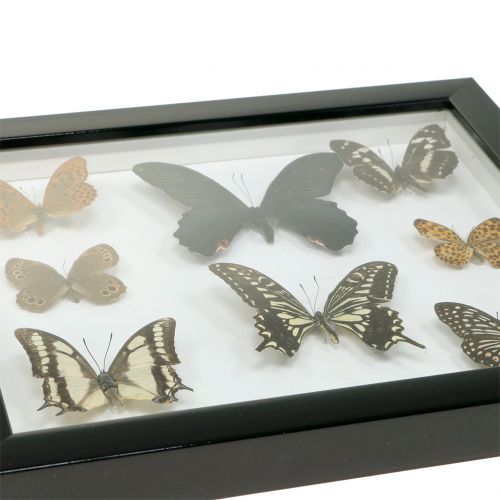 Floristik24 Vitrine vlinder 28cm x 25cm