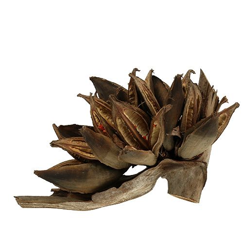 Floristik24 Houten decoratie Penca Sororoca Naturel 1 st