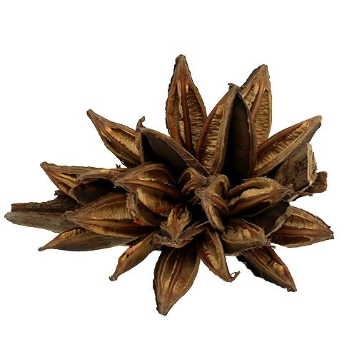 Floristik24 Houten decoratie Penca Sororoca Naturel 1 st