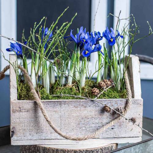 Floristik24 Houten kist om te planten, gereedschapskist, plantenbak met handvat, houten decoratie 30 cm