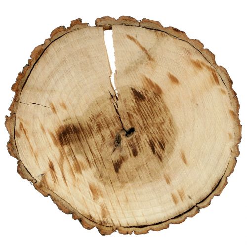 Floristik24 Houten schijf naturel 20cm 2 st