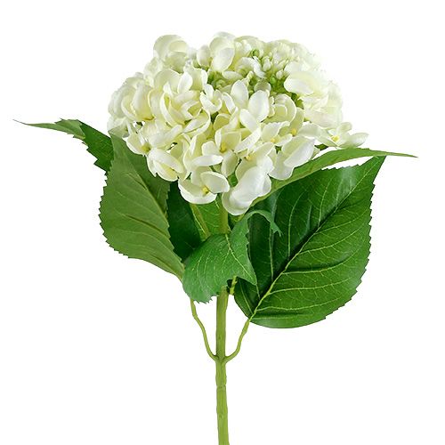 Hortensia 60cm wit | Floristik24.nl
