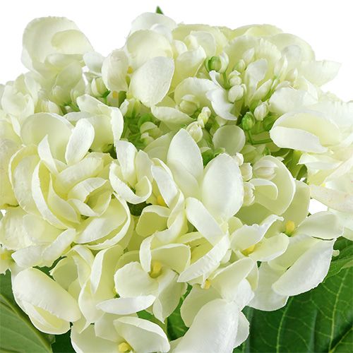 Hortensia 60cm wit | Floristik24.nl