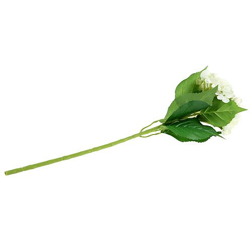 Hortensia 60cm wit | Floristik24.nl