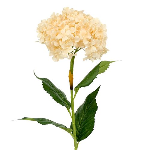 Floristik24 Hortensia creme 80cm 1st
