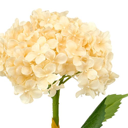 Floristik24 Hortensia creme 80cm 1st