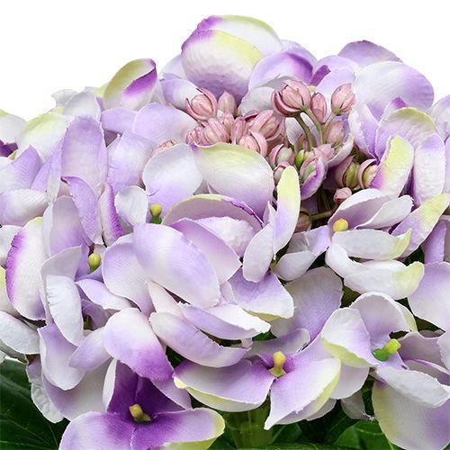 Floristik24 Hortensia paars-wit 60cm