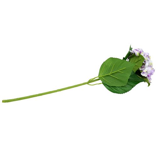 Floristik24 Hortensia paars-wit 60cm