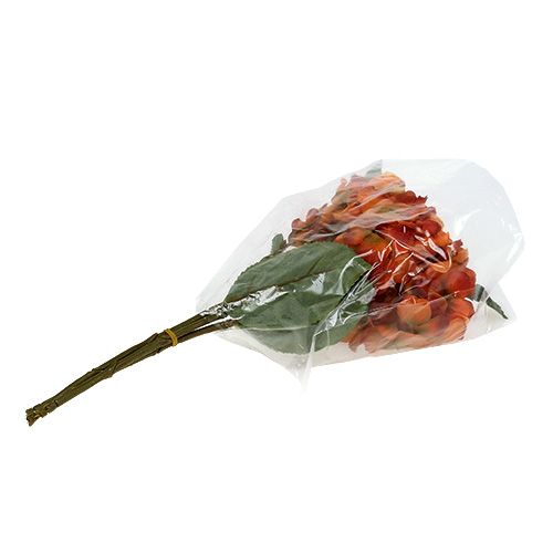 Floristik24 Hortensia oranje 30cm 3st
